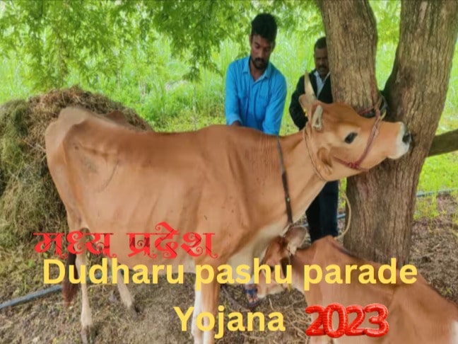 Dudharu pashu parade Yojana